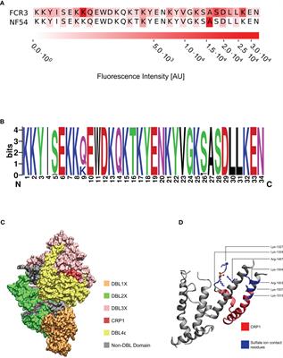 A conserved epitope in VAR2CSA is targeted by a cross-reactive antibody originating from Plasmodium vivax Duffy binding protein